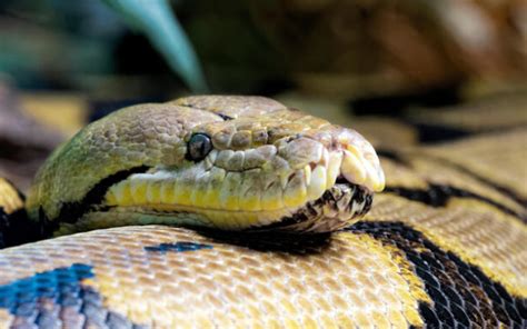 Reticulated Python Power 的图像结果