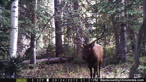 Sale > old moultrie game cameras > in stock