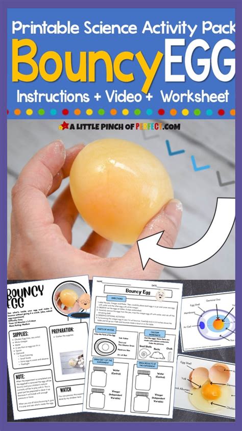 Bouncy egg experiment easy science directions worksheets video – Artofit
