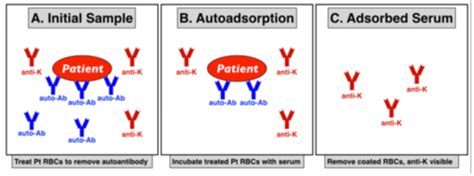 Image result for Positive Dat Test Under Microscope