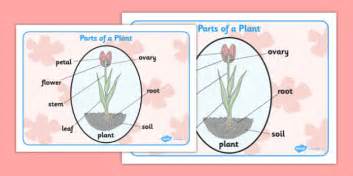 Parts of a Plant Word Mat