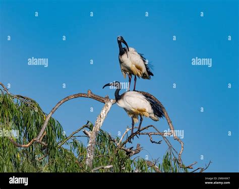 A pair African Sacred Ibis (Threskiornis aethiopicus) standing on top ...
