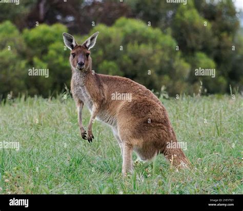 Australian kangaroo standing hi-res stock photography and images - Alamy