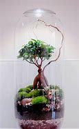 Image result for Mini Bonsai Tree Terrarium