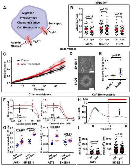Relevance of Abnormal KCNN1 Expression and Osmotic Hypersensitivity in ...