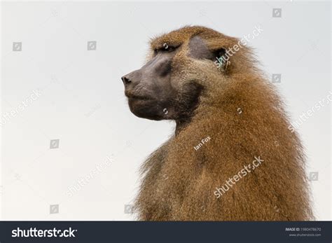 Image result for Baboon Side View