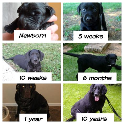 36 Best Photos Puppy Development By Week / Puppy Development Ages and ...