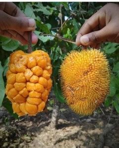 Decorate The World Jack Fruit Plant Price in India - Buy Decorate The ...
