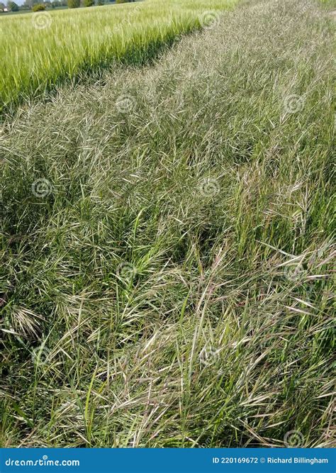 Common Wild Oats - Avena Fatua, Norfolk, England, UK Stock Photo - Image of england, eurasia ...