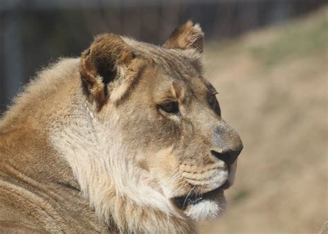 Scientists Solve Mystery of Female Lion Who Grew a Mane