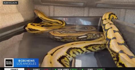 Image result for What a 15 Foot Python Can Do