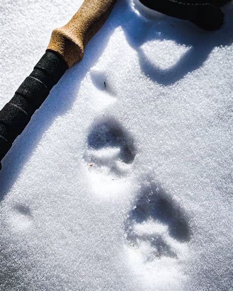 Identify Bobcat vs Coyote Prints in Snow | Wildlife Tracking