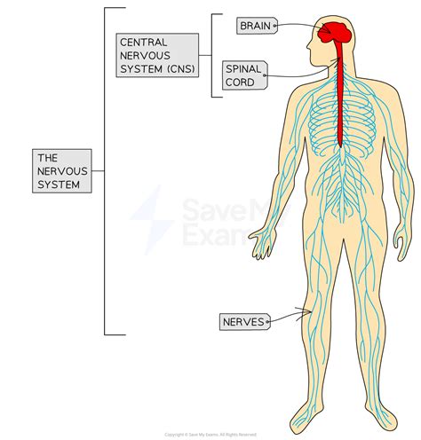 Biological Structures & Neurochemistry | AQA AS Psychology Revision Notes 2025