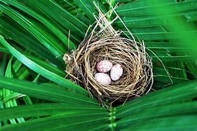 Image result for Haseul Nest