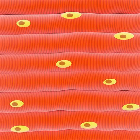 Image result for Skeletal Muscle Tissue Types