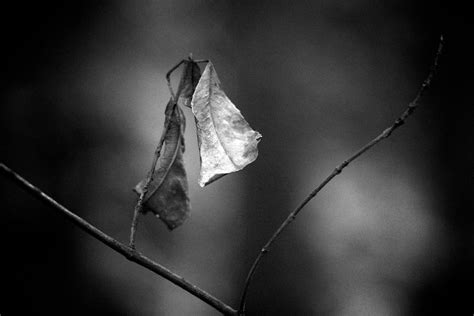 Suicide: An Existential Phenomenon in a World of Impermanence - The Wire