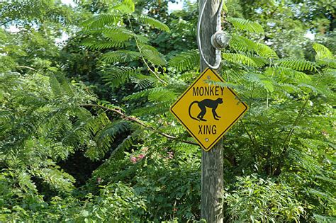 Image result for Monkey Falling Off Tree