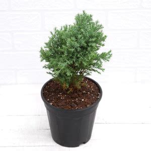 Click to purchase Juniper Plant Price in India - Buy Click to purchase ...