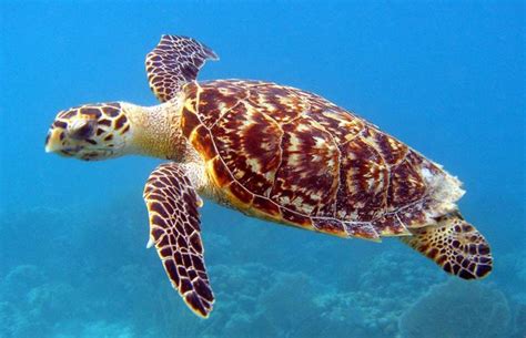 35 of the World's Most Beautiful Aquatic Animals - Pets Hyme