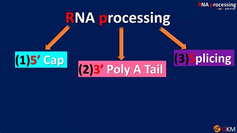 Image result for RNA Processing Animation