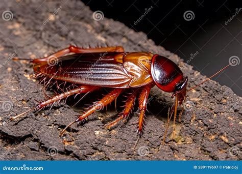 Image result for Tree Cockroach