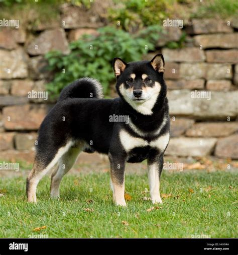 Black And Tan Shiba Inu High Resolution Stock Photography and Images ...