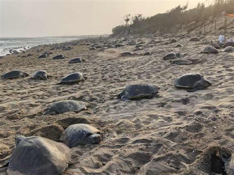 ओडिशाच्या समुद्रकिनाऱ्यावर कासवांची लाट; पाहा अद्भुत नजारा; Odisha ...