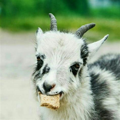 Telegram channel "Goat gifs" — @goatgifs — TGStat
