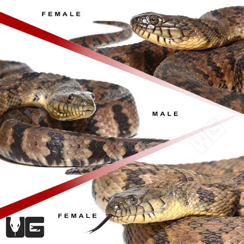 Diamondback Water Snake 的图像结果