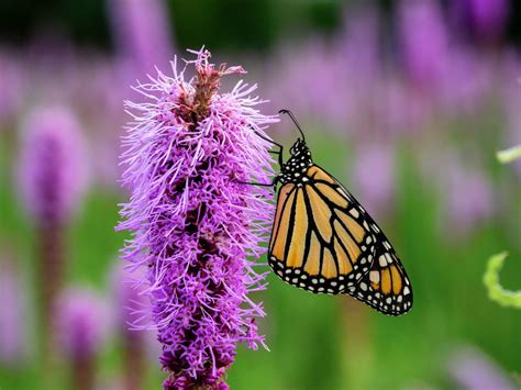 Image result for Nebraska Spring Break Beaches