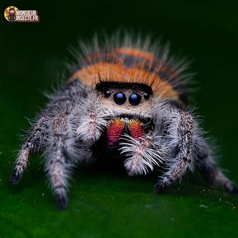 Achat araignée sauteuse – Phidippus regius à vendre