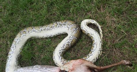 Image result for Ball Python Eating Deer