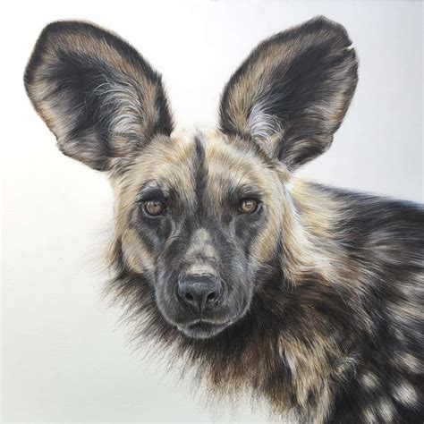 Download African Wild Dog Portrait Wallpaper | Wallpapers.com