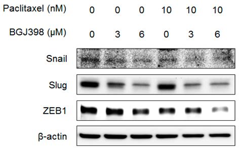 BGJ398, A Pan-FGFR Inhibitor, Overcomes Paclitaxel Resistance in ...
