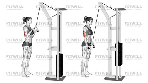 Cable V-Bar Triceps Pushdown: Exercise Guide, Video, Techniques ...
