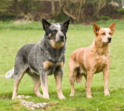 Queensland Heeler Dog Breed Information, Images, Characteristics, Health