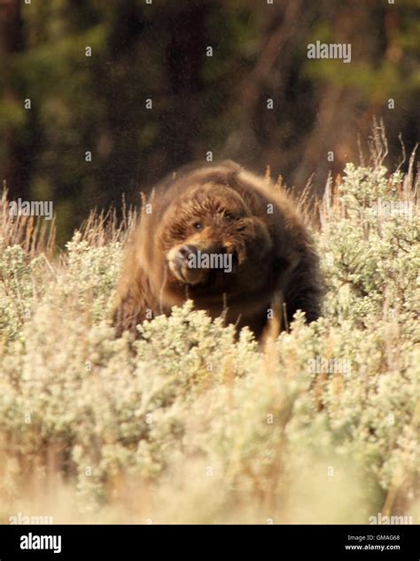 A Grizzly Bear shaking it out Stock Photo - Alamy