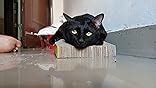 Emily Pets Cat Scratcher Cardboard 2 in 1 Reversible Scratching Pad ...