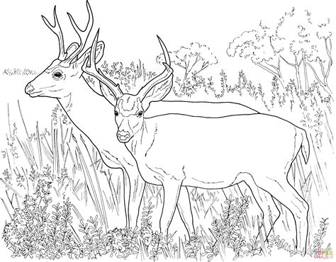 Deer Printable Coloring Pages - Printable Word Searches