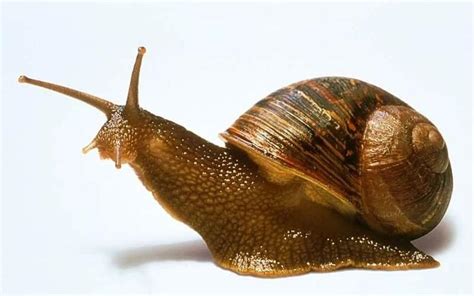 蜗牛的种类有哪些？蜗牛品种介绍 - 养殖技术 - 第一农经网