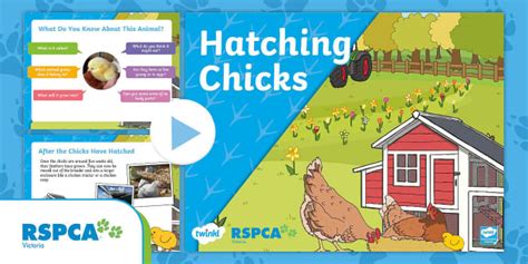 FREE! - Hatching Chicks Slide Presentation (teacher made)