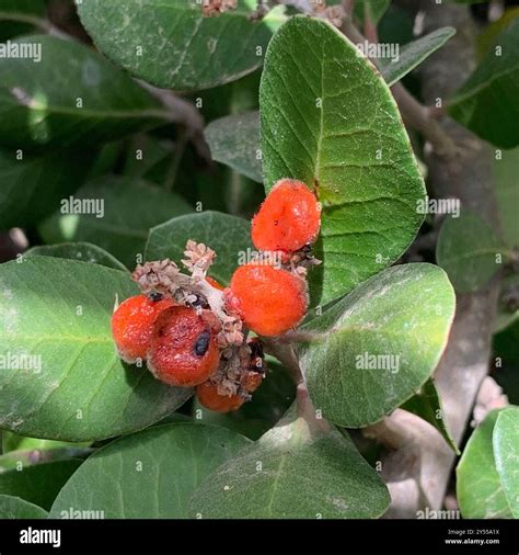 lemonade berry (Rhus integrifolia) Plantae Stock Photo - Alamy