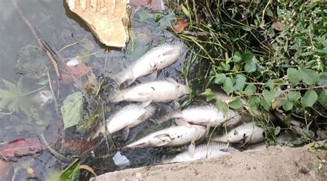 WFD 2022: Mass Fish Deaths in Lakes, Ponds in India – SANDRP