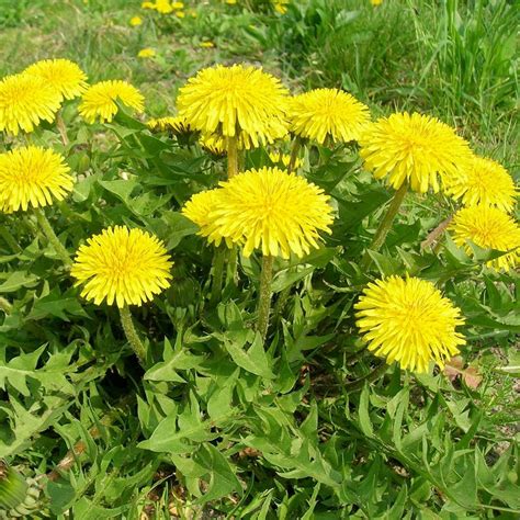 Planta Diente De Leon - Plant Ideas