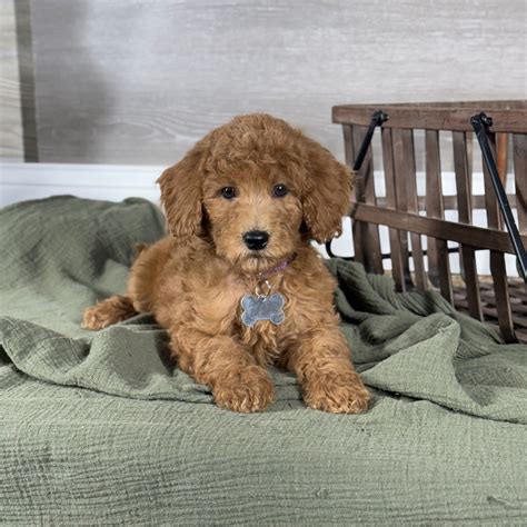 Aspen - Goldendoodle Puppy for Sale in Wolcott, IN | Lancaster Puppies