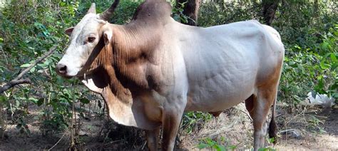 Beef eating falls but bovine slaughter is growing in India