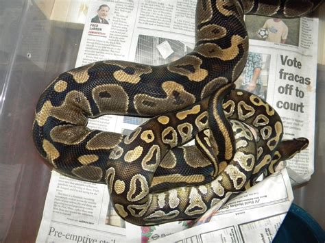 Image result for Ball Python Breeding 2014