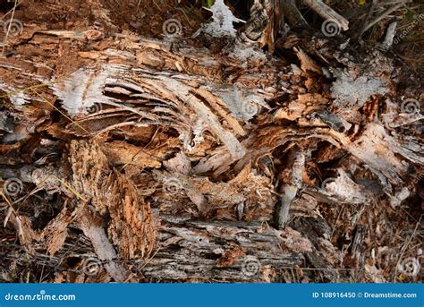 Image result for Tree with Bark Rot