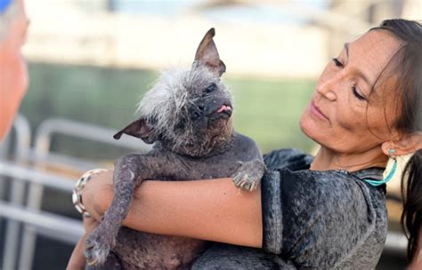Mr Happy Face: 17-Year-Old Chihuahua Mix From US Is ‘World's Ugliest Dog’