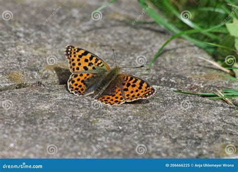 An Orange-colored Butterfly Has Spread Its Wings Stock Image - Image of animal, insect: 206666225